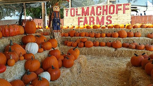 Pumpkin Days & Corn Maze 2026 poster