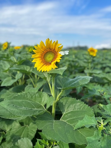 Sunflower by Twilight  poster